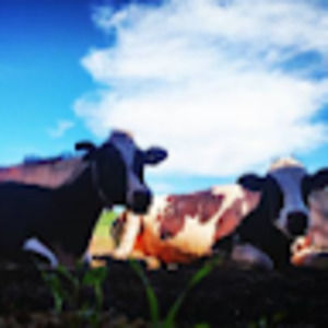 Meet your Posher, Jennie